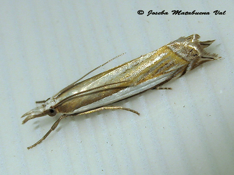 Crambus pascuella - Crambidae